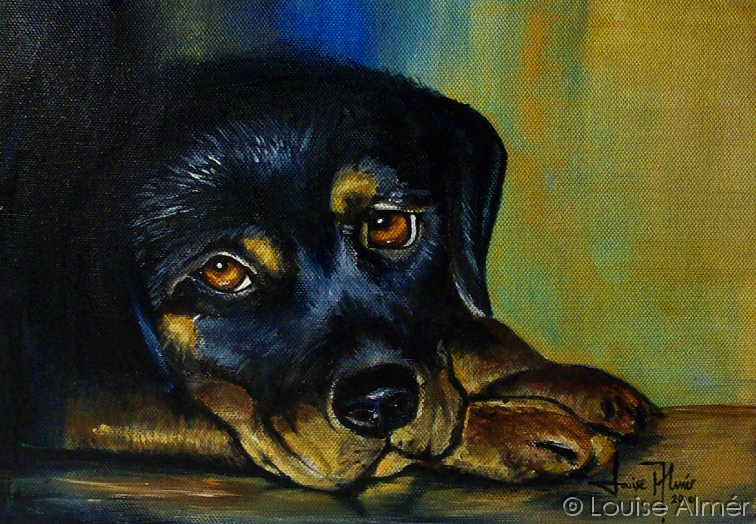Dog Dog